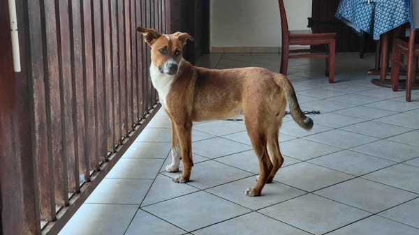 Aloka, un amour à l'adoption