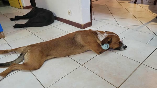 Aloka, un amour à l'adoption