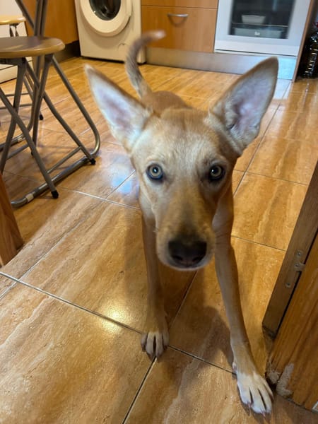 SHAI et MAYA (union animal)