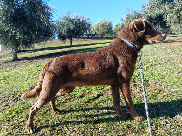 TENDER (union animal)