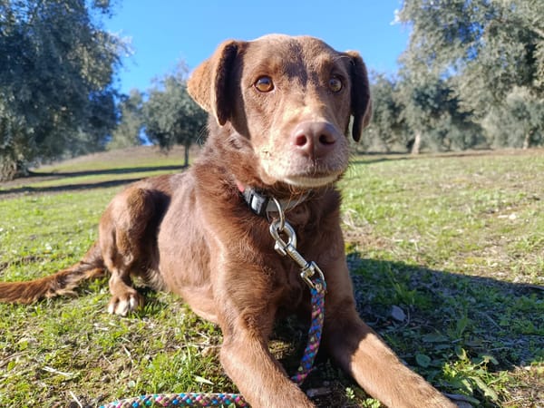 TENDER (union animal)