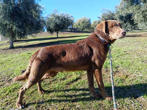 TENDER (union animal)