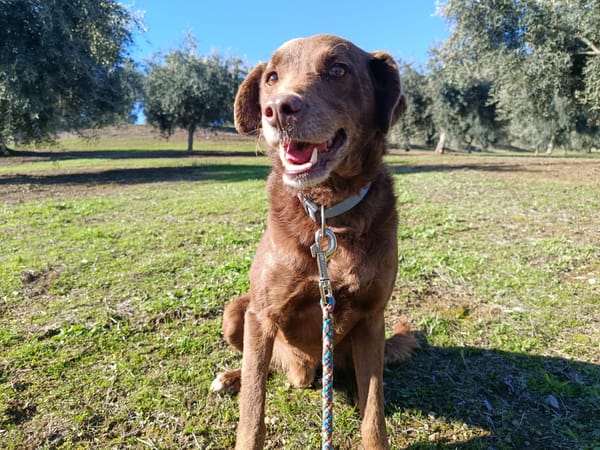 TENDER (union animal)