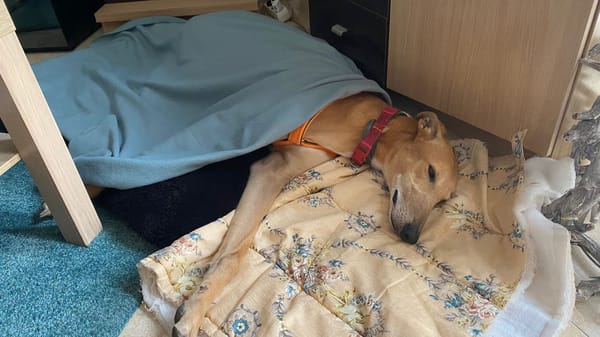 SANTIAGO (Patas Jumilas)