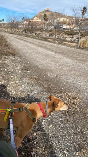 SANTIAGO (Patas Jumilas)