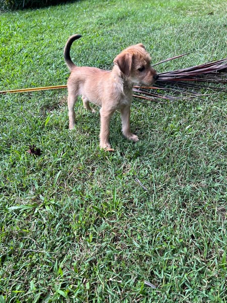 Noisette, la petite timide