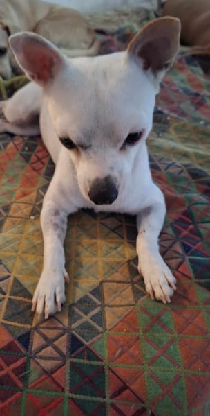 Poupi petite chihuahua pleine d'amour