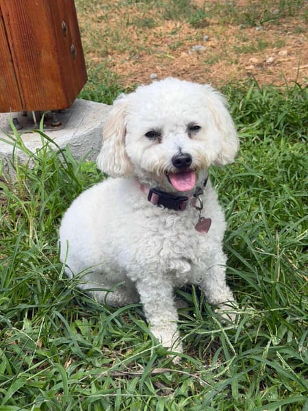 Téquila un amour de louloute