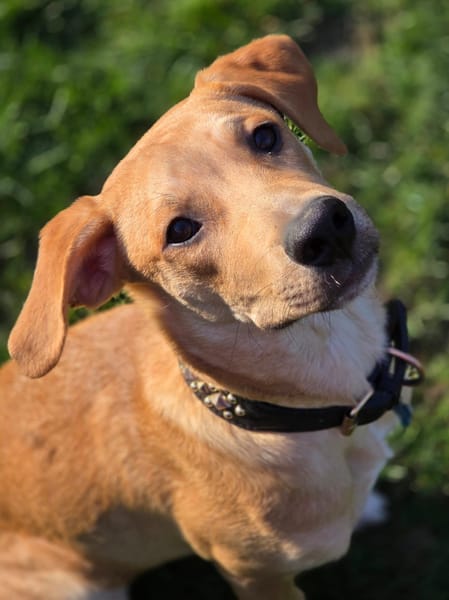 Carignan, mâle X berger né le 14/07/2025