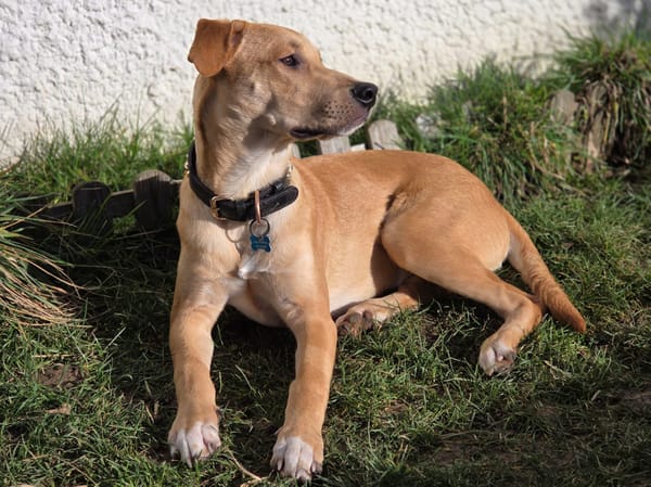 Carignan, mâle X berger né le 14/07/2025