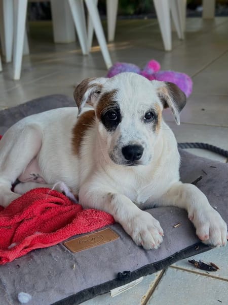 Radki, mâle croisé berger, né le 01/11/2025 🤍