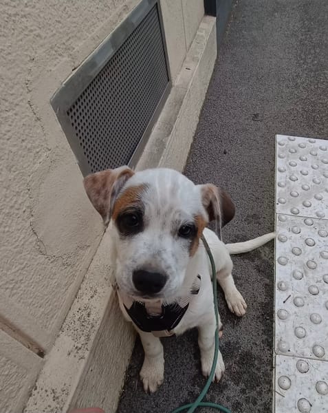 Radki, mâle croisé berger, né le 01/11/2025 🤍