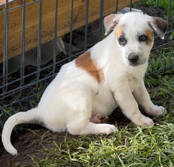 Radki, mâle croisé berger, né le 01/11/2025 🤍