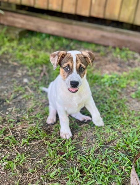 Roach, mâle X berger, né le 01/11/2025 🤍