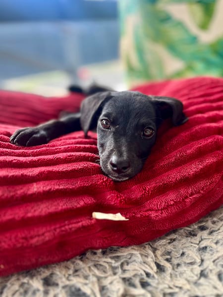 Stormy, mâle, berger créole, né le 15/11/2025