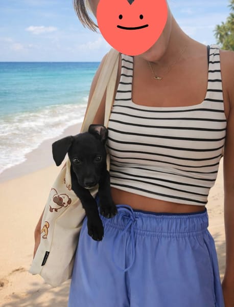 Stormy, mâle, berger créole, né le 15/11/2025