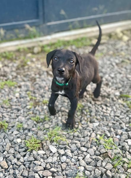 Stormy, mâle, berger créole, né le 15/11/2025