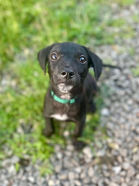 Stormy, mâle, berger créole, né le 15/11/2025