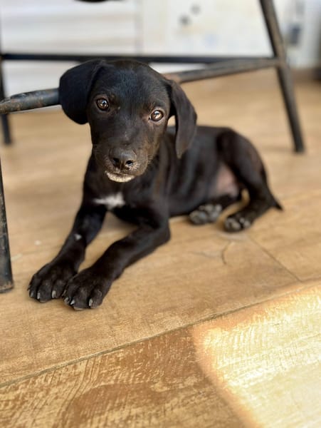 Stormy, mâle, berger créole, né le 15/11/2025