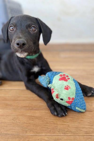 Stormy, mâle, berger créole, né le 15/11/2025