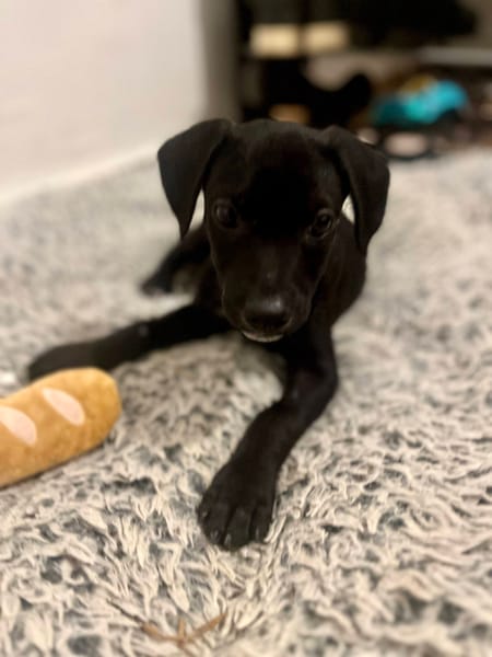 Stormy, mâle, berger créole, né le 15/11/2025