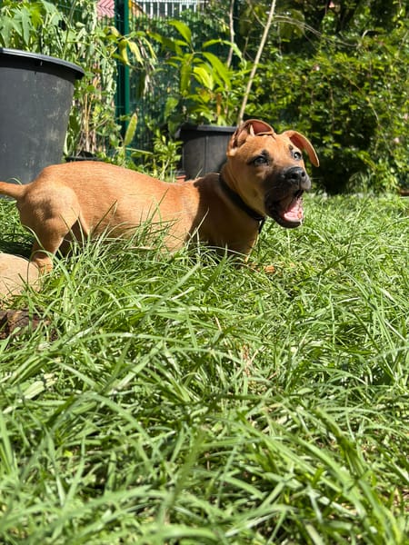 NUSTY le bout de chou