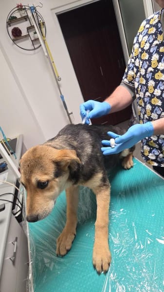 Quenn sucht das Glück