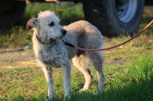 Jeky - verschmuster Wuschelrüde