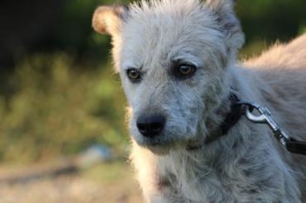 Jeky - verschmuster Wuschelrüde