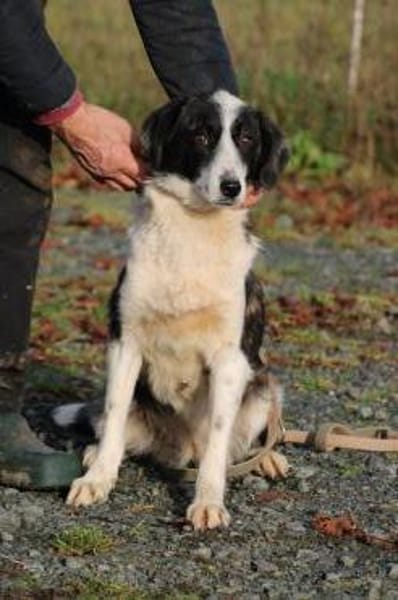 Pintia - zutraulich u. kinderlieb