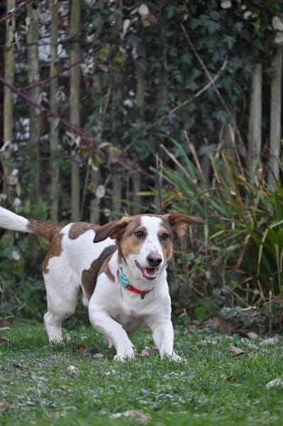 Pinto: Lebensfroher junger Rüde