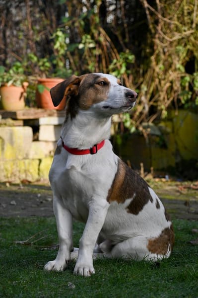 Pinto: Lebensfroher junger Rüde