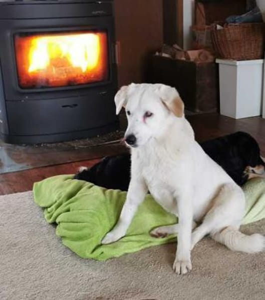 WOLKE * freundlich mit eigenem Köpfchen