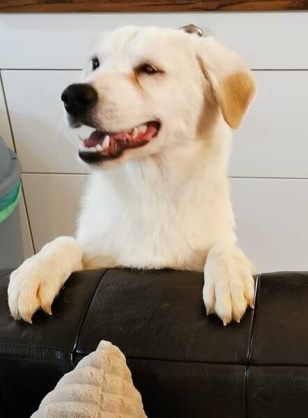 WOLKE * freundlich mit eigenem Köpfchen