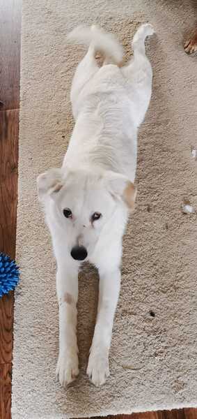 WOLKE * freundlich mit eigenem Köpfchen