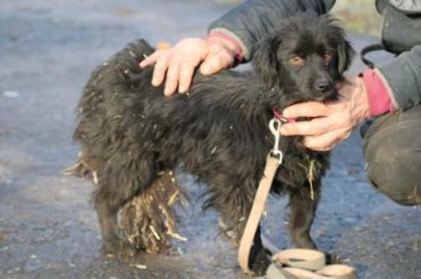 Juna - goldiger, verspielter Jungrüde