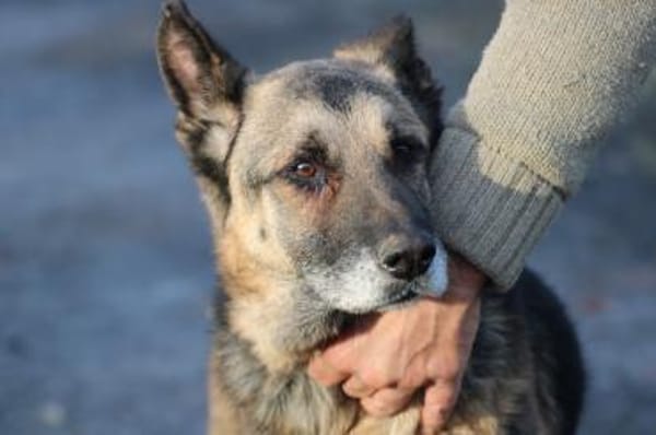 Ojade - kinderlieb u. sehr zutraulich