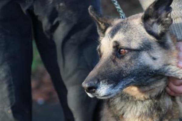 Ojade - kinderlieb u. sehr zutraulich