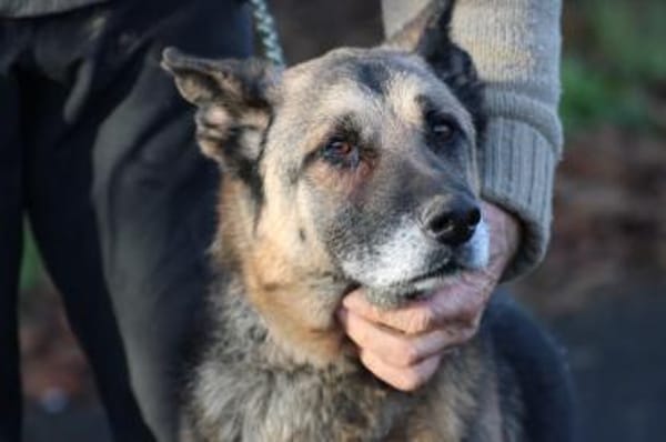 Ojade - kinderlieb u. sehr zutraulich