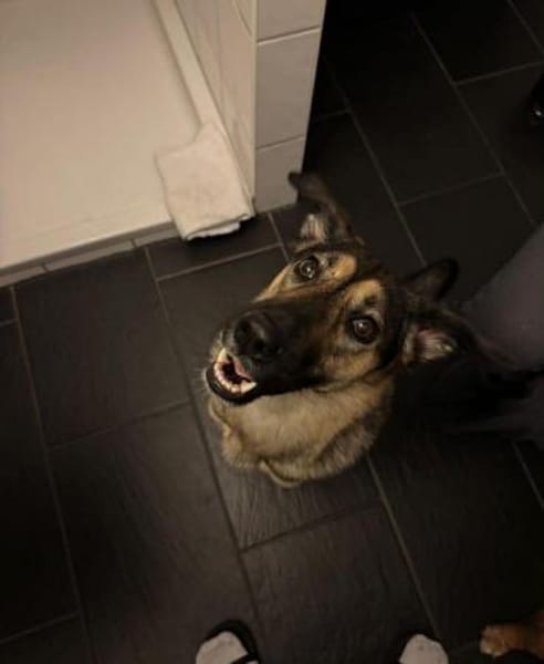 Unsichere Luna sucht erfahrenes Zuhause