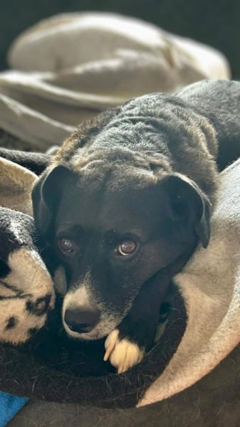 Cooler Partner in Crime- Cosmo