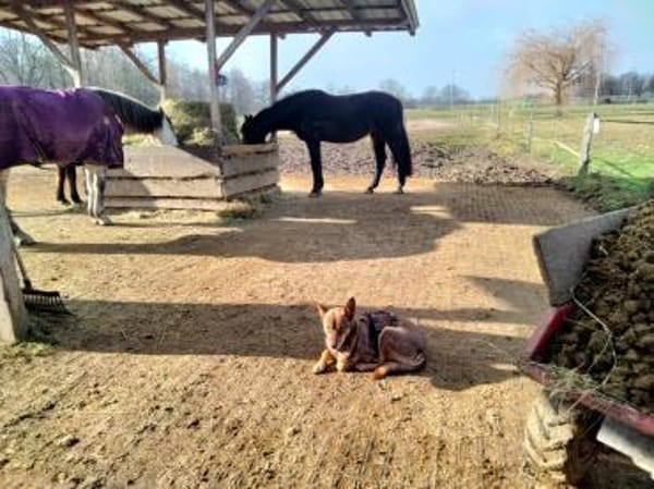 AIKO * gechillter Hofhund für Erfahrene