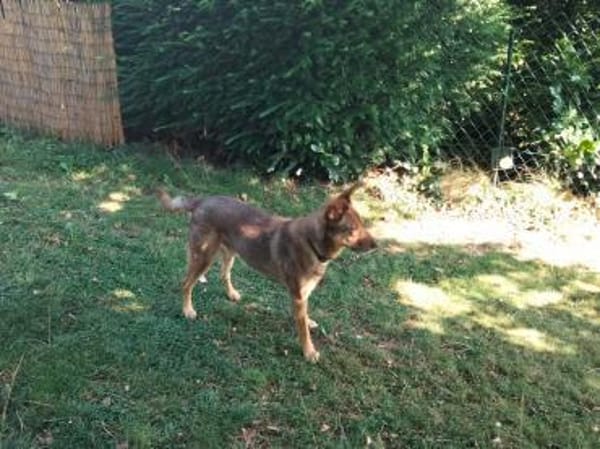 AIKO * gechillter Hofhund für Erfahrene