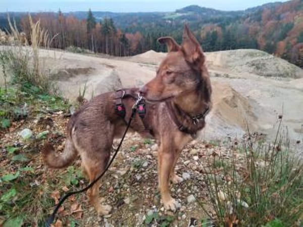 AIKO * gechillter Hofhund für Erfahrene