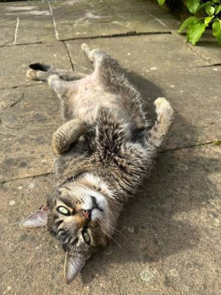 Vermittlungshilfe für Kater Louis aus RL