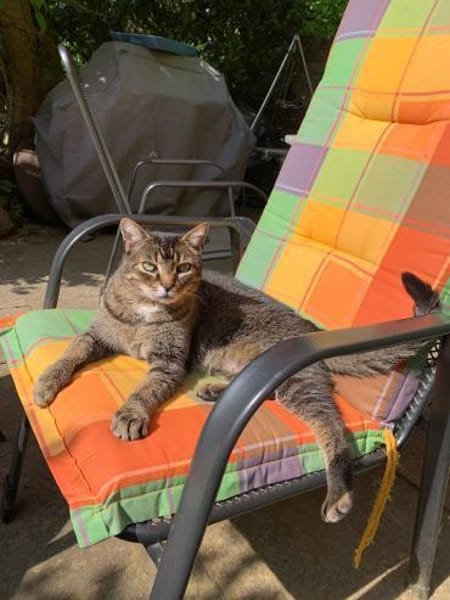 Vermittlungshilfe für Kater Louis aus RL