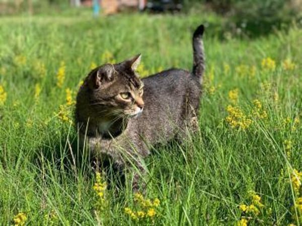 Vermittlungshilfe für Kater Louis aus RL