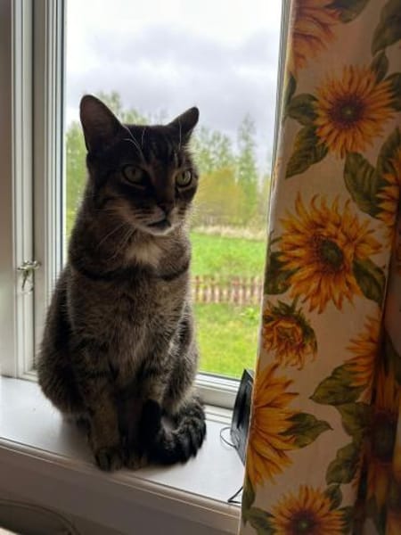 Vermittlungshilfe für Kater Louis aus RL