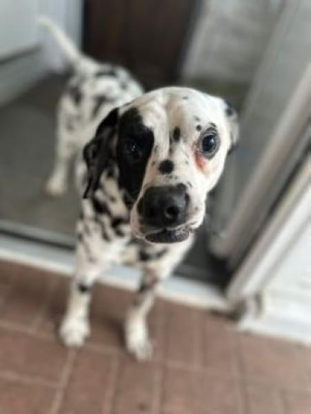 Notfall - Kobi sucht Pflegest./Zuhause