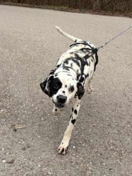 Notfall - Kobi sucht Pflegest./Zuhause